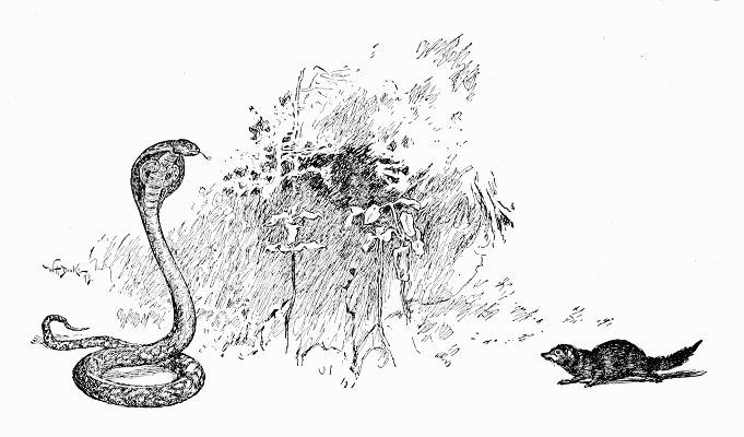 Pen-and-ink drawing: a cobra reared and hooded on the left, a thick clump of grass between, and a mongoose crouched low on the right.